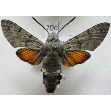 Macroglossum stellatarum (Linnaeus, 1758) ex. ovo Poland70d